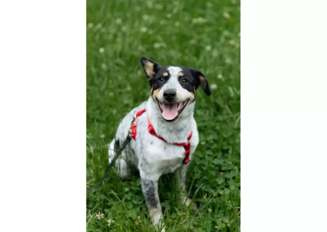 Yuna (Юна), female puppy Mixed Breed for adoption at Happy Paw Chernivtsi Oblast