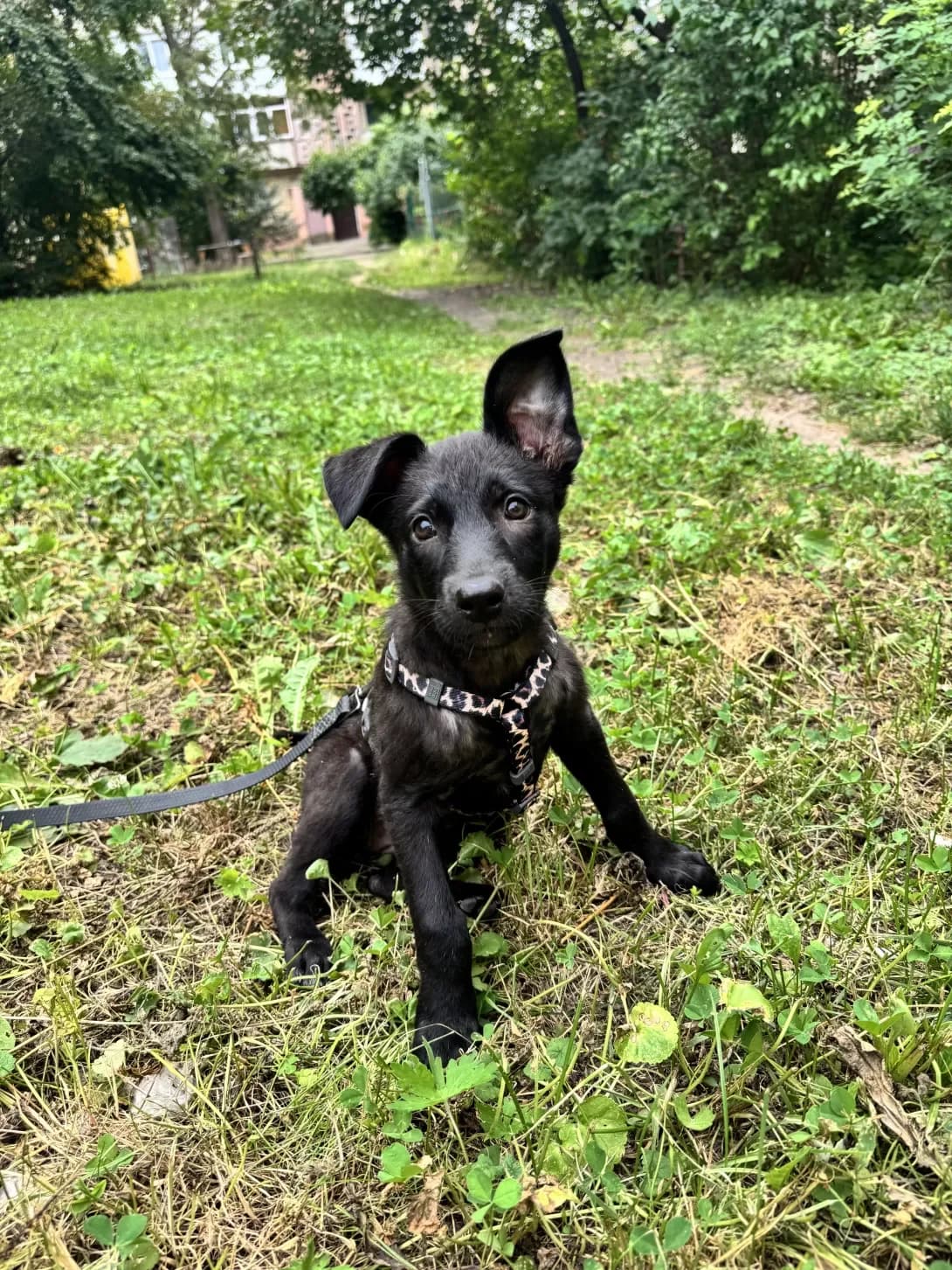 Smetanka (Сметанка), female puppy Mixed Breed for adoption at Happy Paw Chernivtsi Oblast