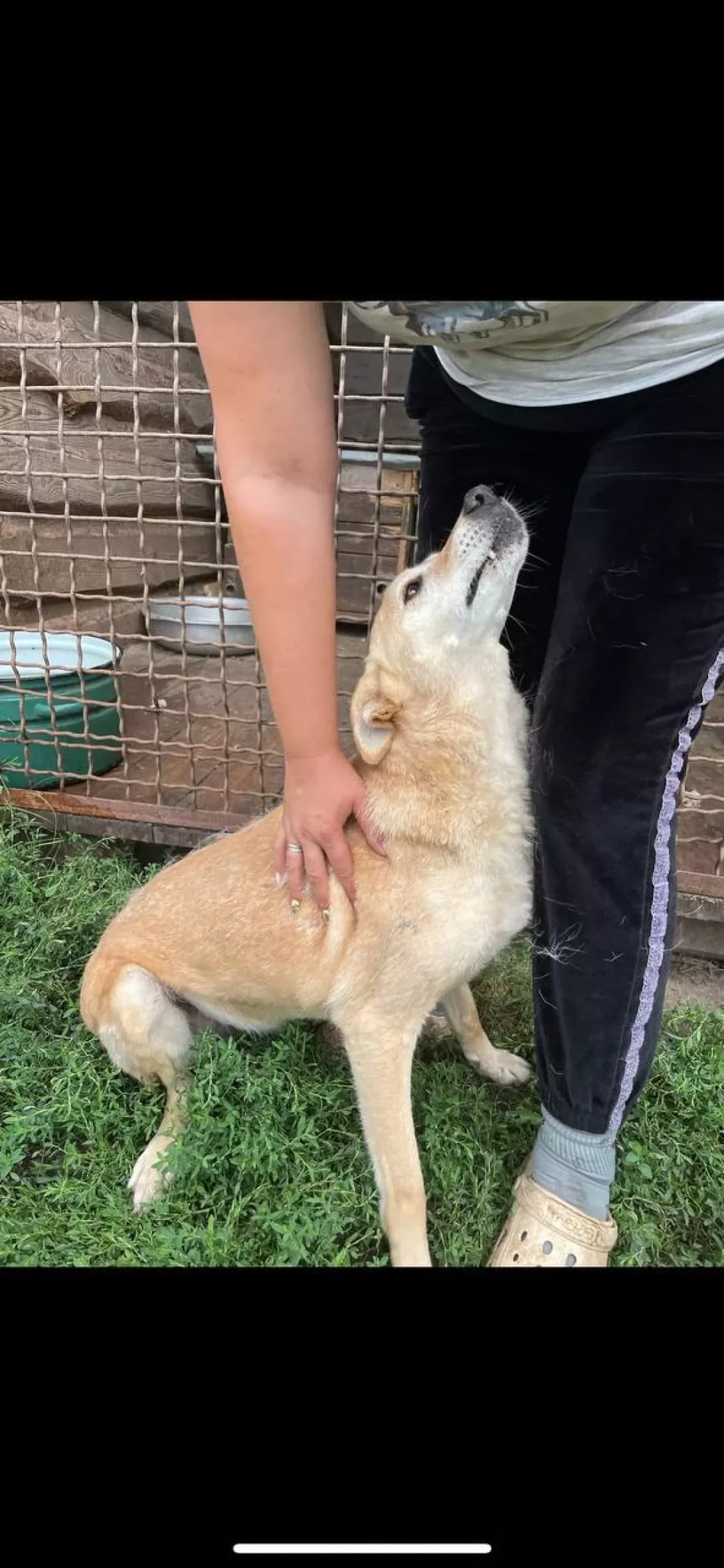 Lada (Лада), female senior Mixed Breed for adoption at Happy Paw Dnipro