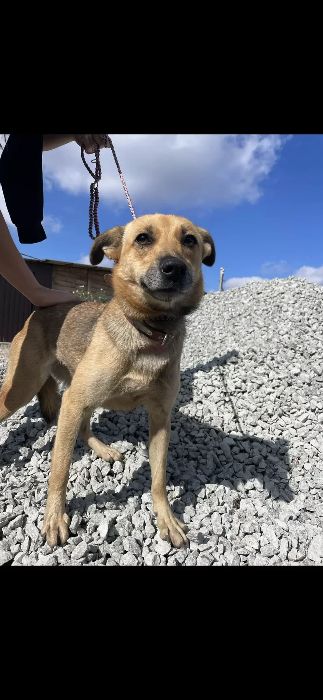 Tayga (Тайга), female 6yo Mixed Breed for adoption at Happy Paw Dnipro