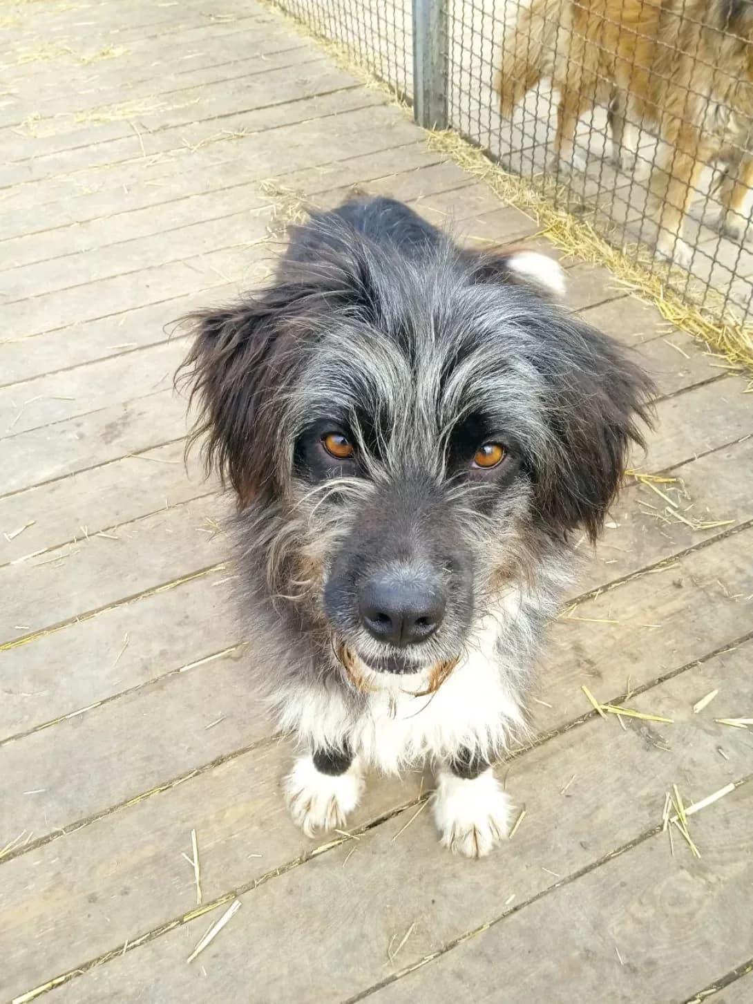 Dzhes (Джес), female senior Mixed Breed for adoption at Happy Paw Dnipro