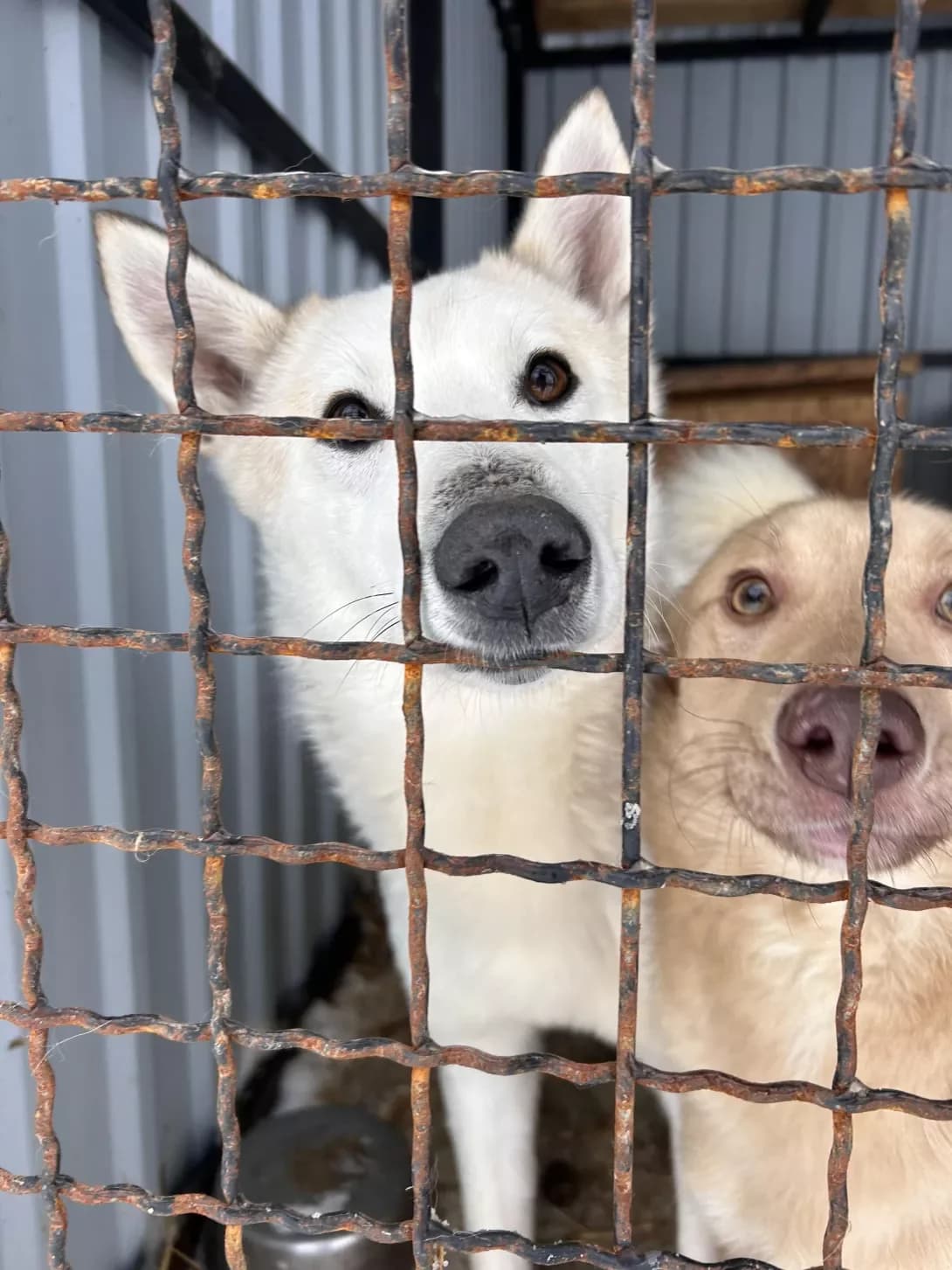 Antin (Антін), male 4yo Mixed Breed for adoption at Happy Paw Dnipro