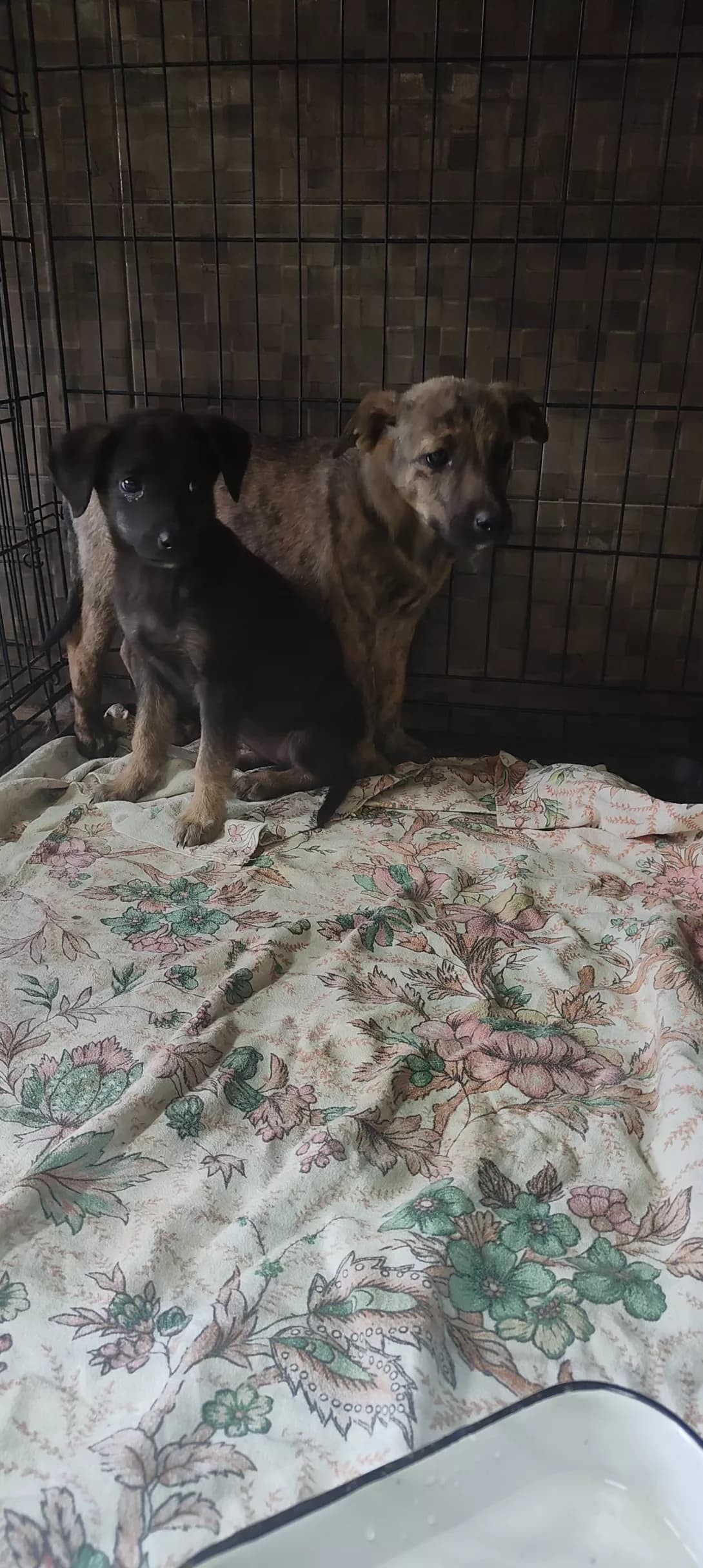 Klyaksa (Клякса), female young Mixed Breed for adoption at Happy Paw Dnipro