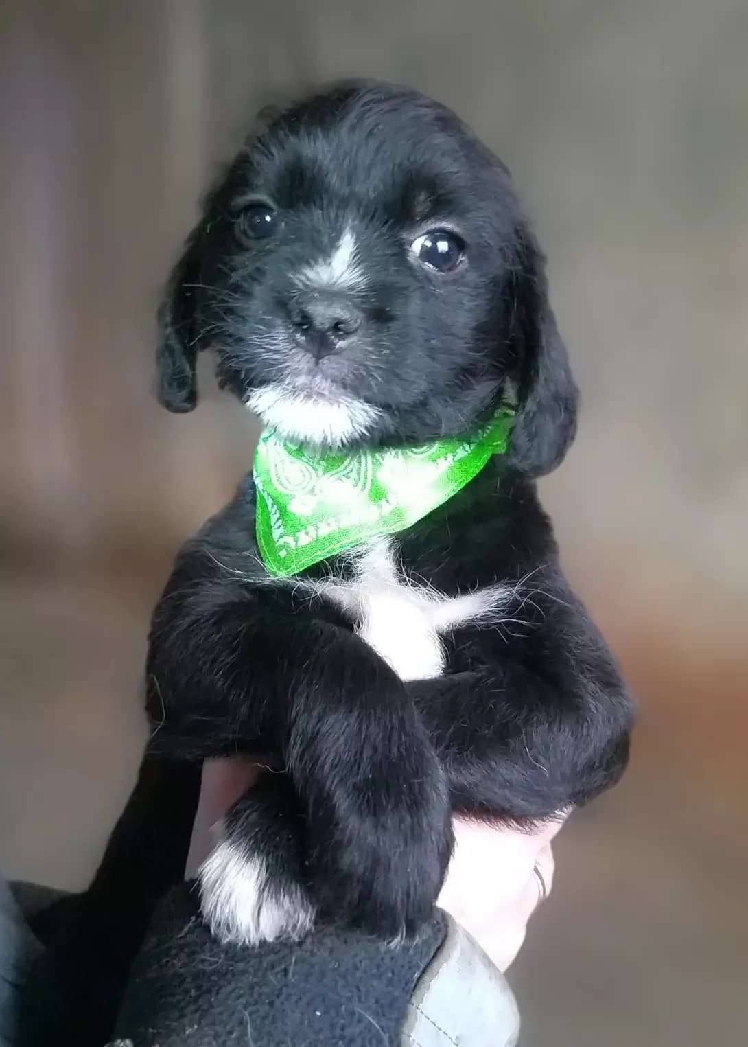 Krokha (Кроха), female young Mixed Breed for adoption at Happy Paw Dnipro