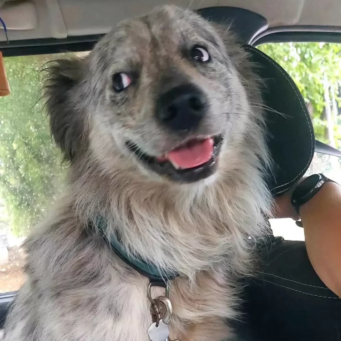 Seriy (Серий), male 3yo Mixed Breed for adoption at Happy Paw Dnipro