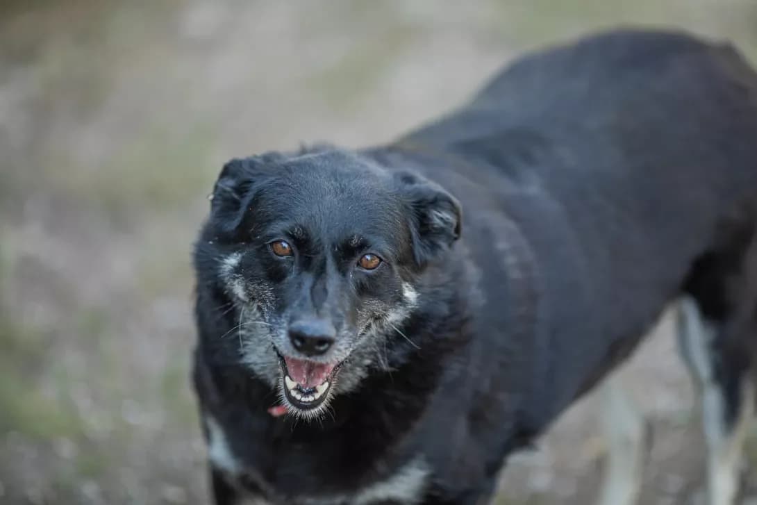 Rada (Рада), female senior Mixed Breed for adoption at Happy Paw Dnipro