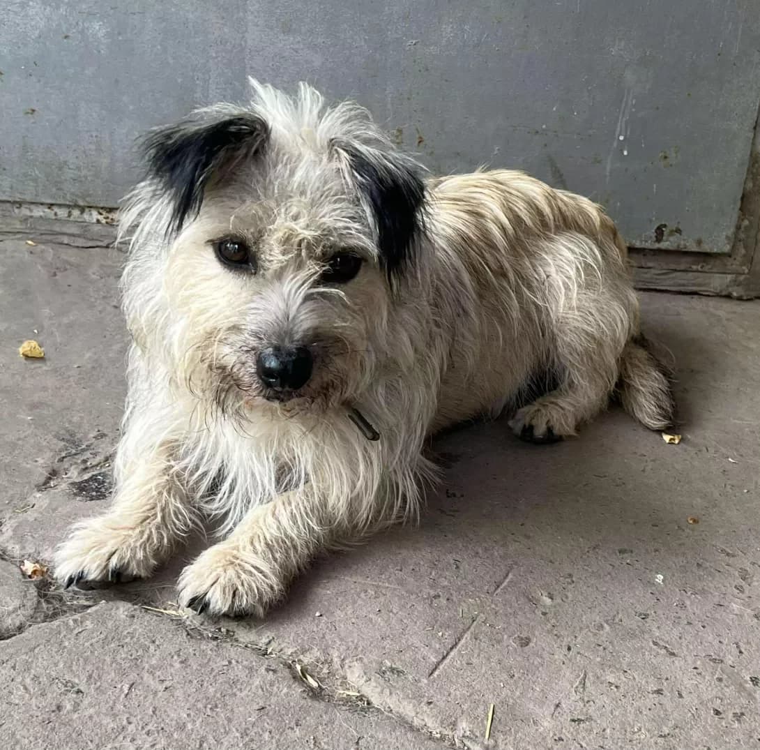 Fima (Фіма), male 4yo Mixed Breed for adoption at Happy Paw Dnipro