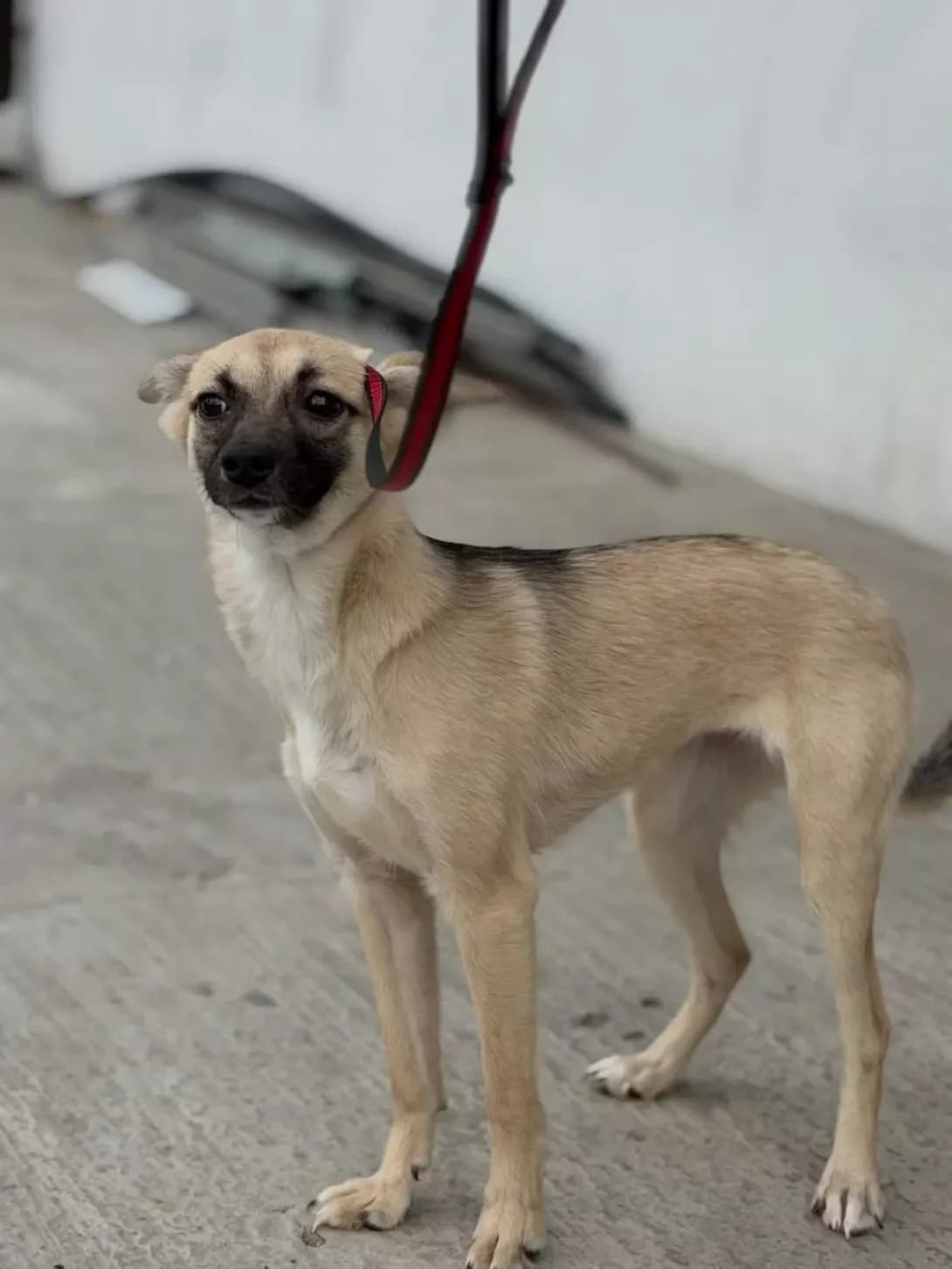 Krasunya (Красуня), female young Mixed Breed for adoption at Happy Paw Dnipro