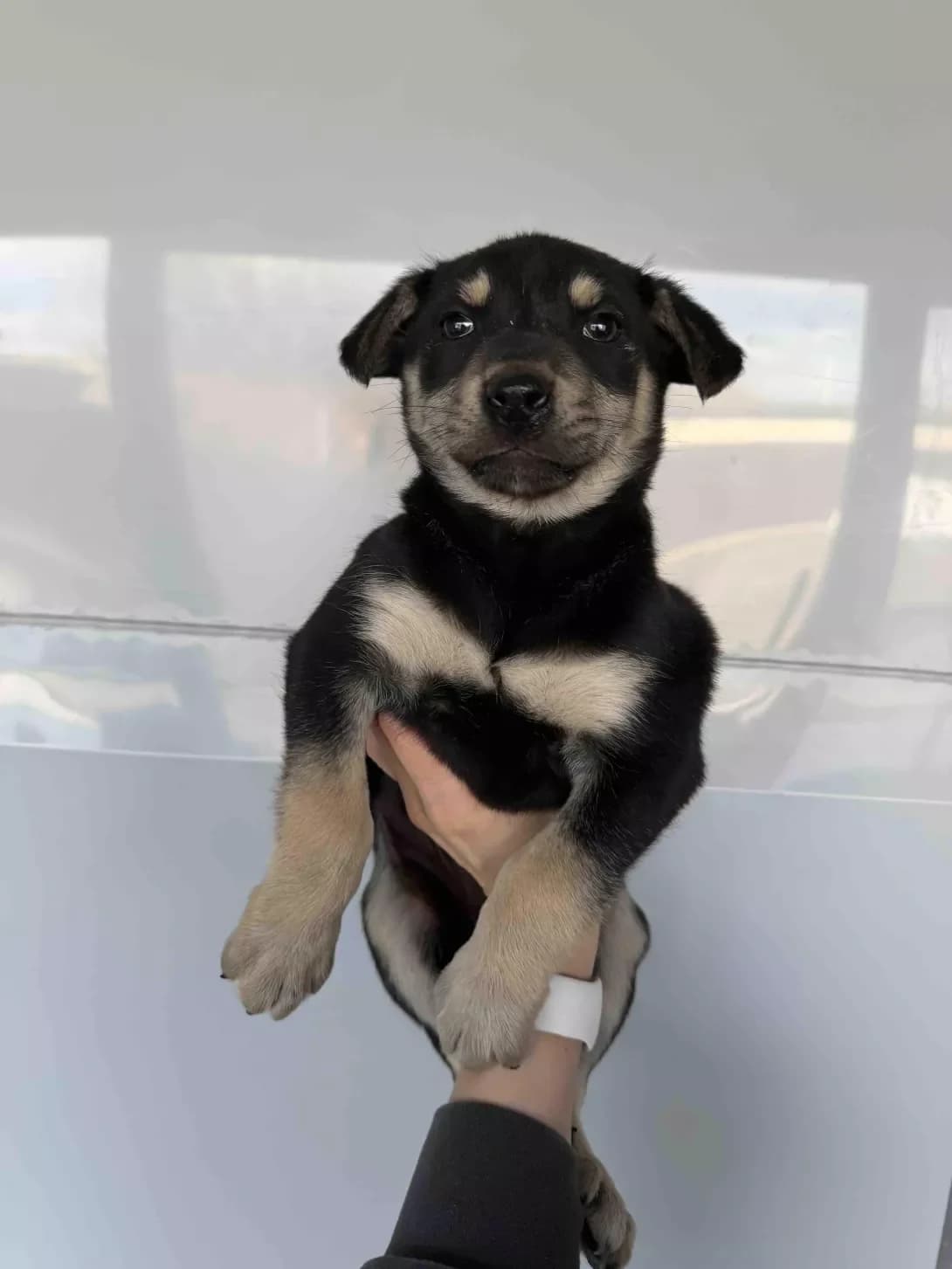 Karapuz (Карапуз), male puppy Mixed Breed for adoption at Happy Paw Dnipro