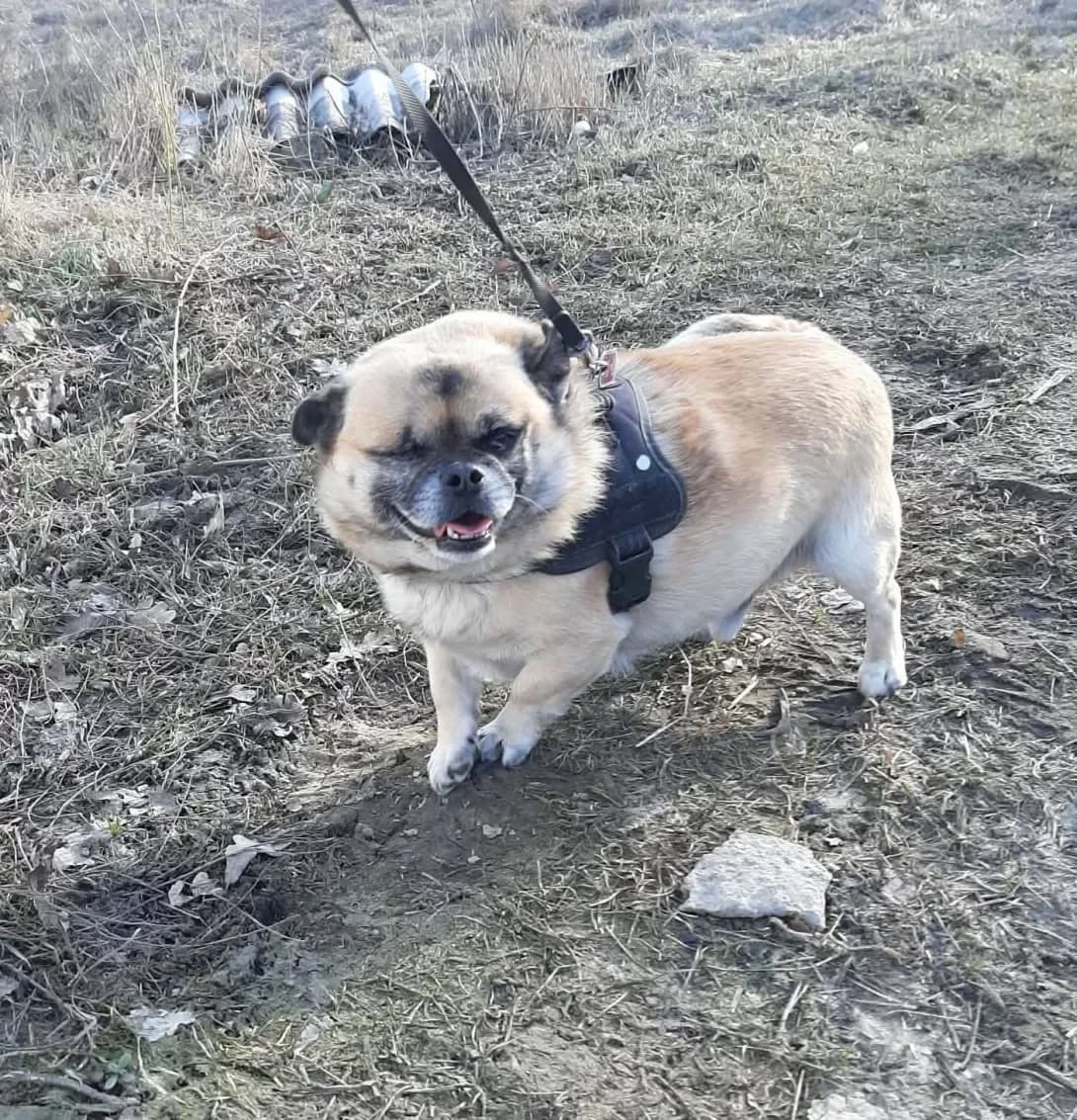 Krendel (Крендель), male 7yo Mixed Breed for adoption at Happy Paw Dnipro