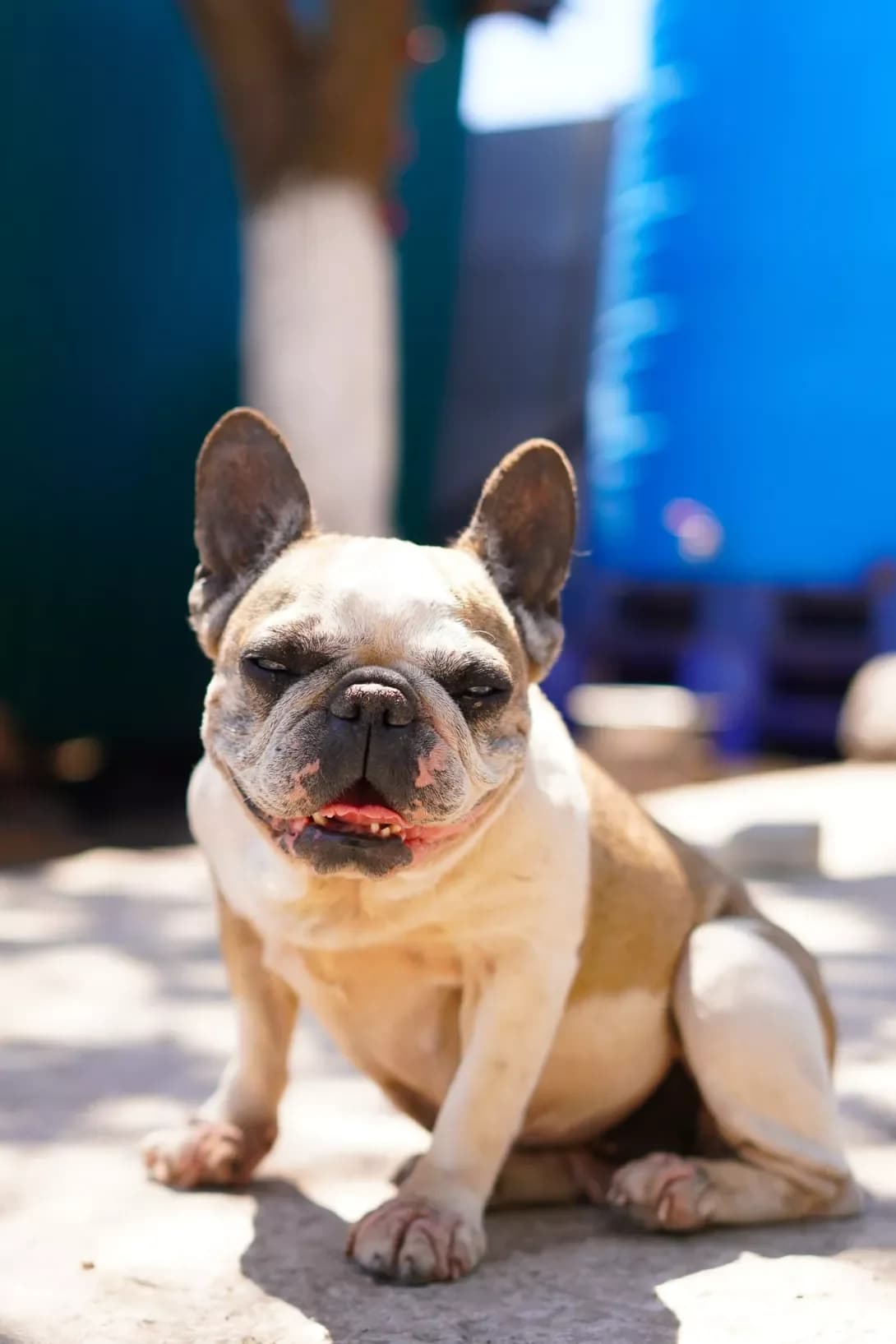 Renni (Ренні), female 7yo Mixed Breed for adoption at Happy Paw Dnipro