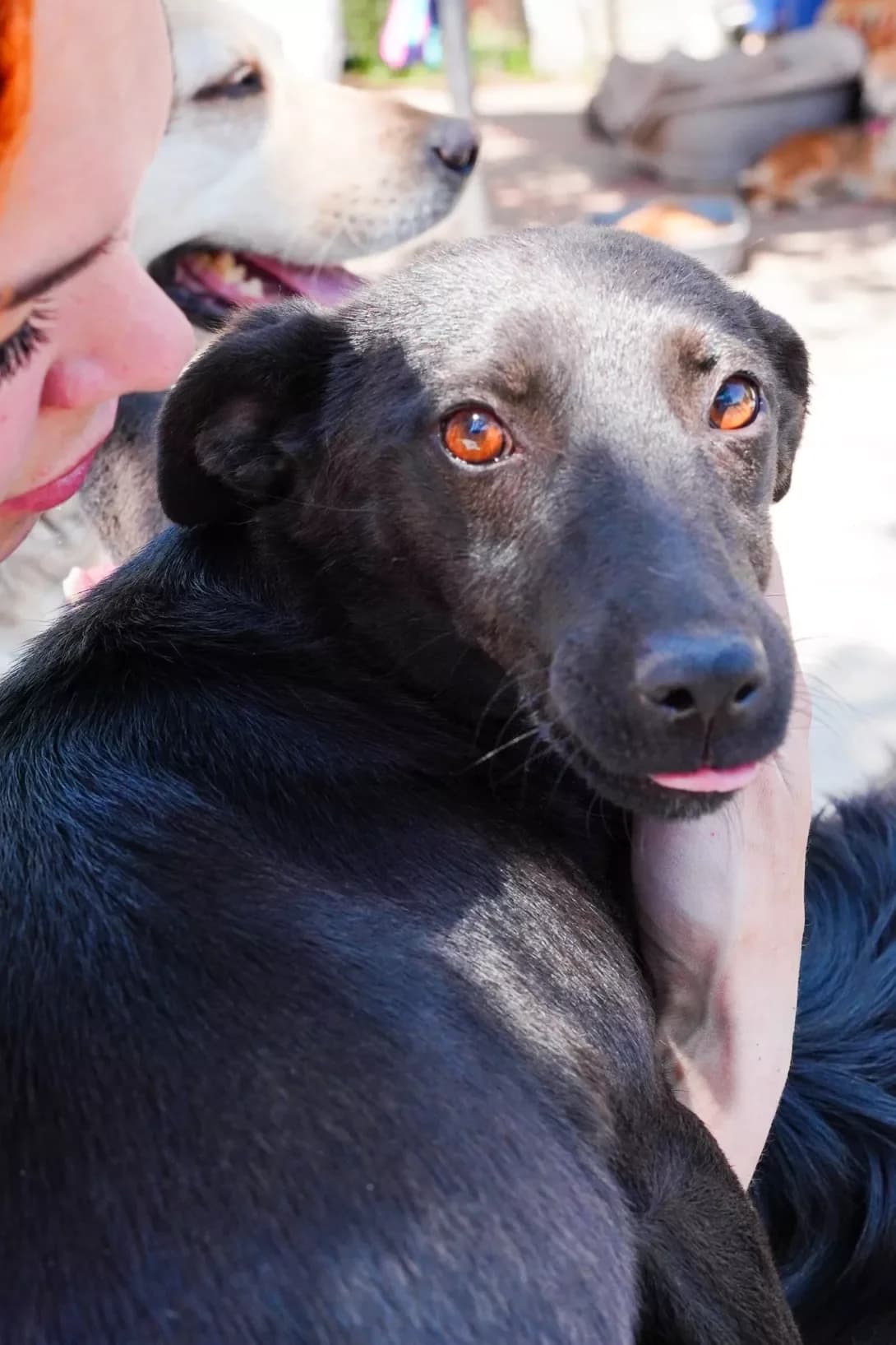 Kilka (Кілька), female young Mixed Breed for adoption at Happy Paw Dnipro