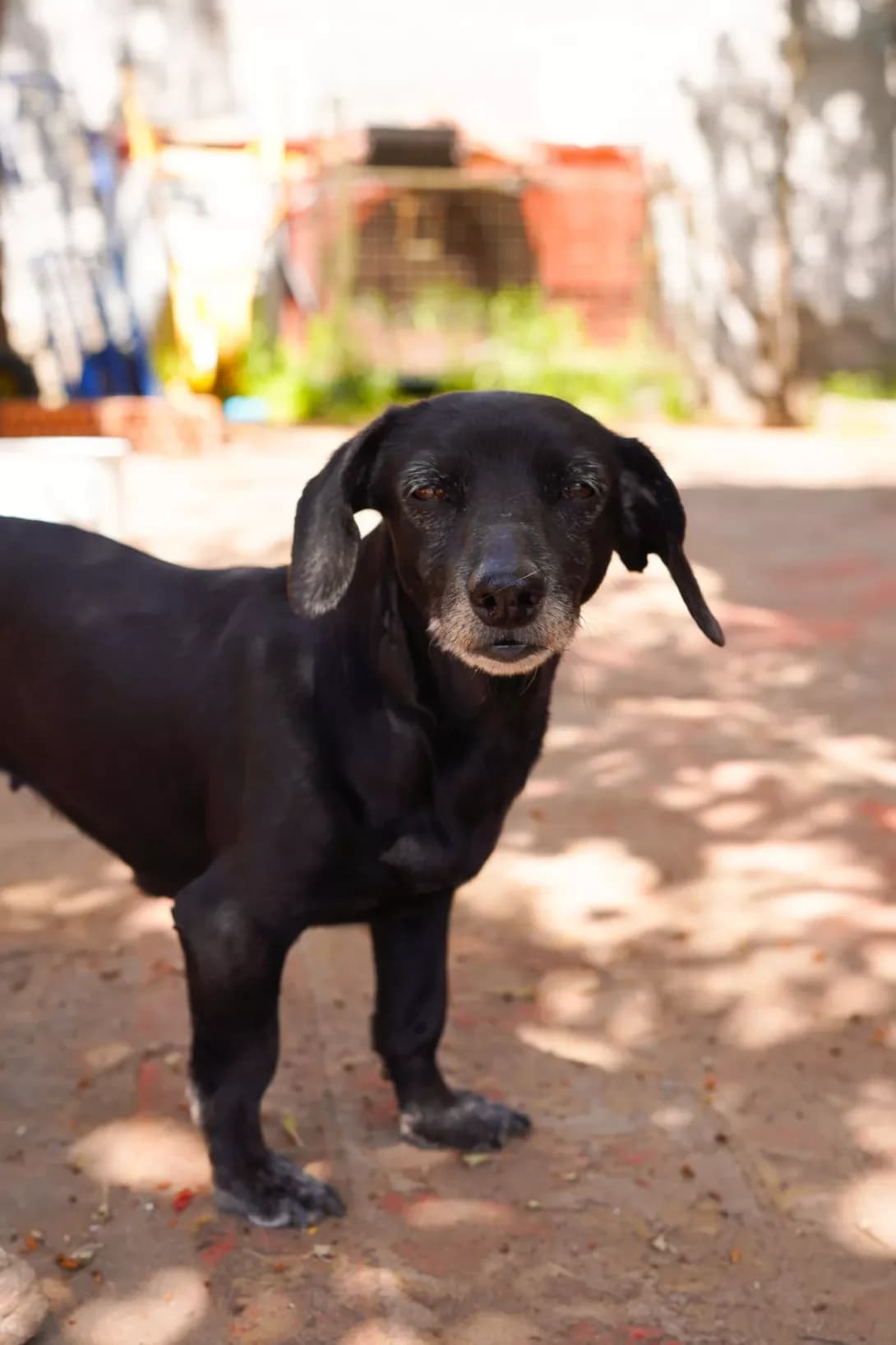 Aza (Аза), female senior Mixed Breed for adoption at Happy Paw Dnipro