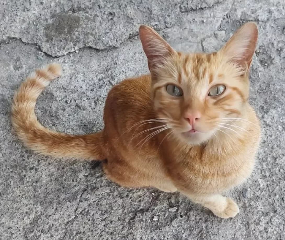 Persik (Персик), male young Mixed Breed for adoption at Happy Paw Dnipro