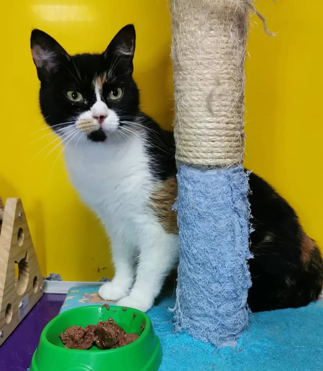 Alisa (Аліса), female 3yo Mixed Breed for adoption at Happy Paw Dnipro