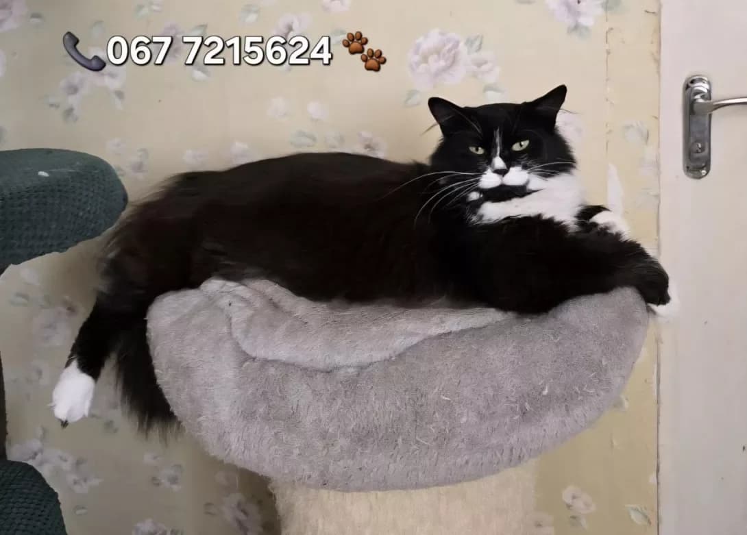 Markiza (Маркіза), female 3yo Mixed Breed for adoption at Happy Paw Dnipro