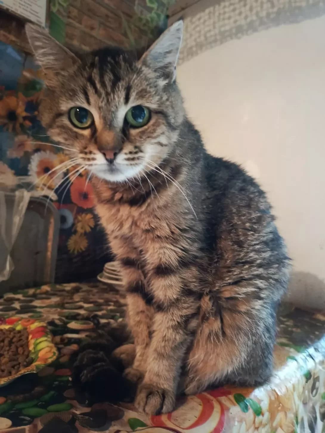 Tigrulya (Тигруля), female 5yo Mixed Breed for adoption at Happy Paw Dnipro