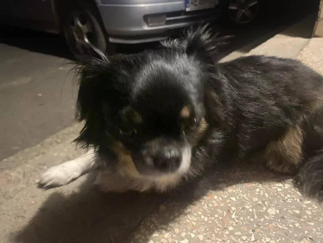 neizvestno (неизвестно), female young Mixed Breed for adoption at Happy Paw Dnipro
