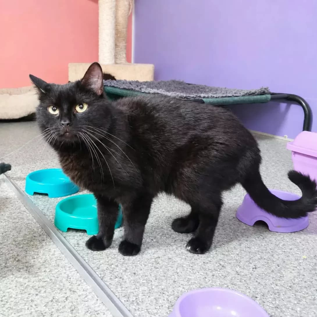 Vermut (Вермут), male young Mixed Breed for adoption at Happy Paw Dnipro