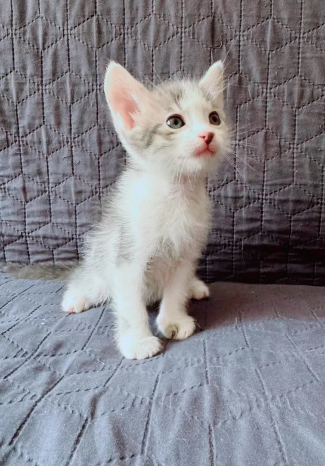 Dim (Дим), male puppy Mixed Breed for adoption at Happy Paw Dnipro