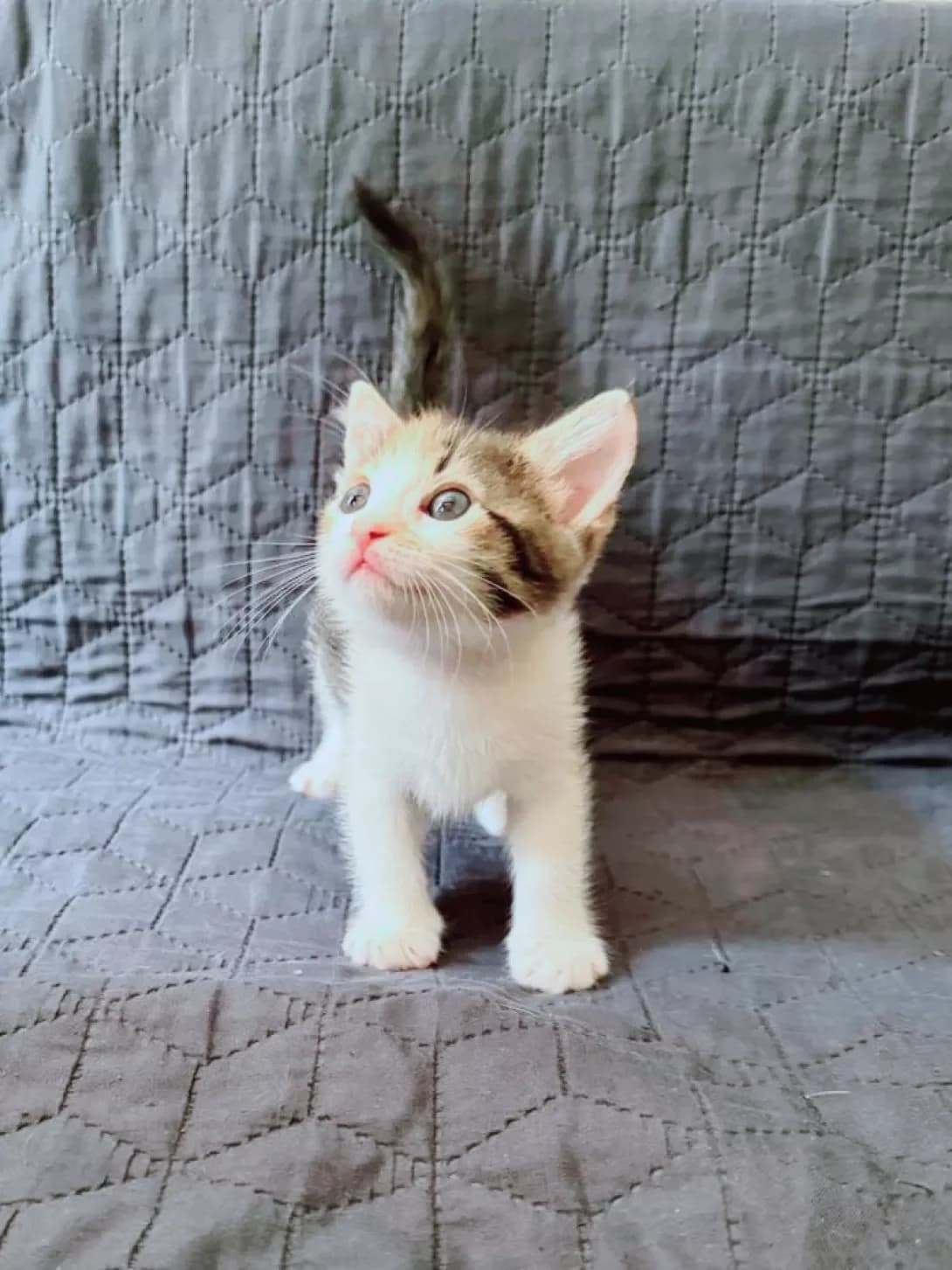 Trisha (Тріша), female puppy Mixed Breed for adoption at Happy Paw Dnipro