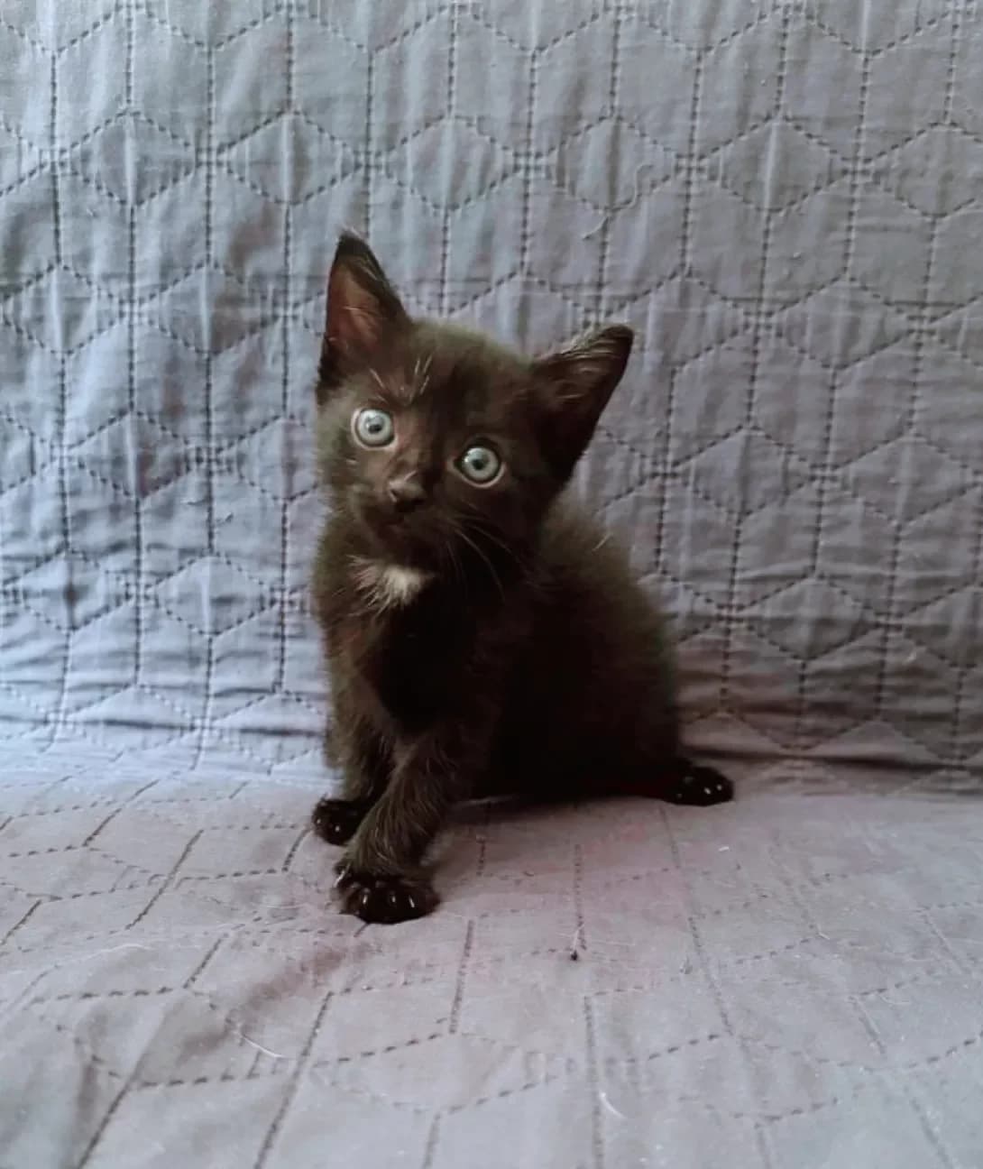 Kani (Кані), female puppy Mixed Breed for adoption at Happy Paw Dnipro