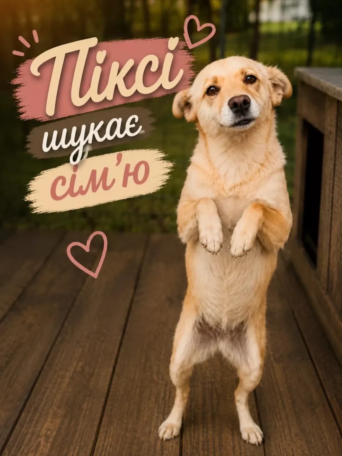 Piksi (Піксі), female young Mixed Breed for adoption at Happy Paw Dnipro