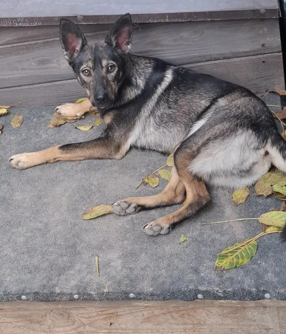 Shunya (Шуня), female puppy Mixed Breed for adoption at Happy Paw Dnipro