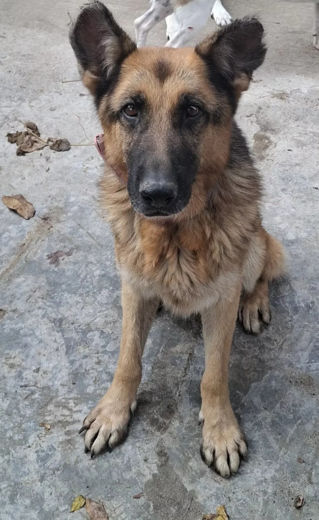 Archi (Арчі), male 5yo Mixed Breed for adoption at Happy Paw Dnipro