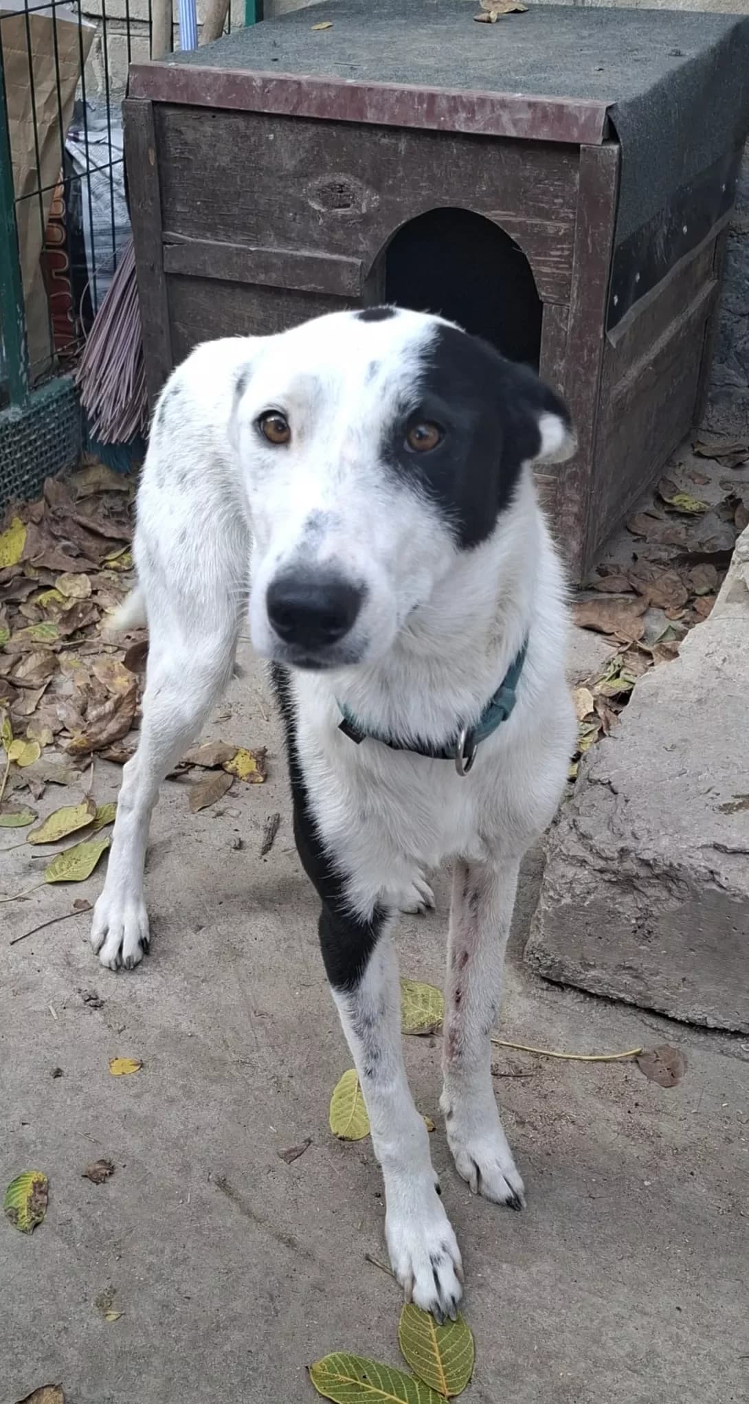 BBubenchik (ББубенчик), male 3yo Mixed Breed for adoption at Happy Paw Dnipro
