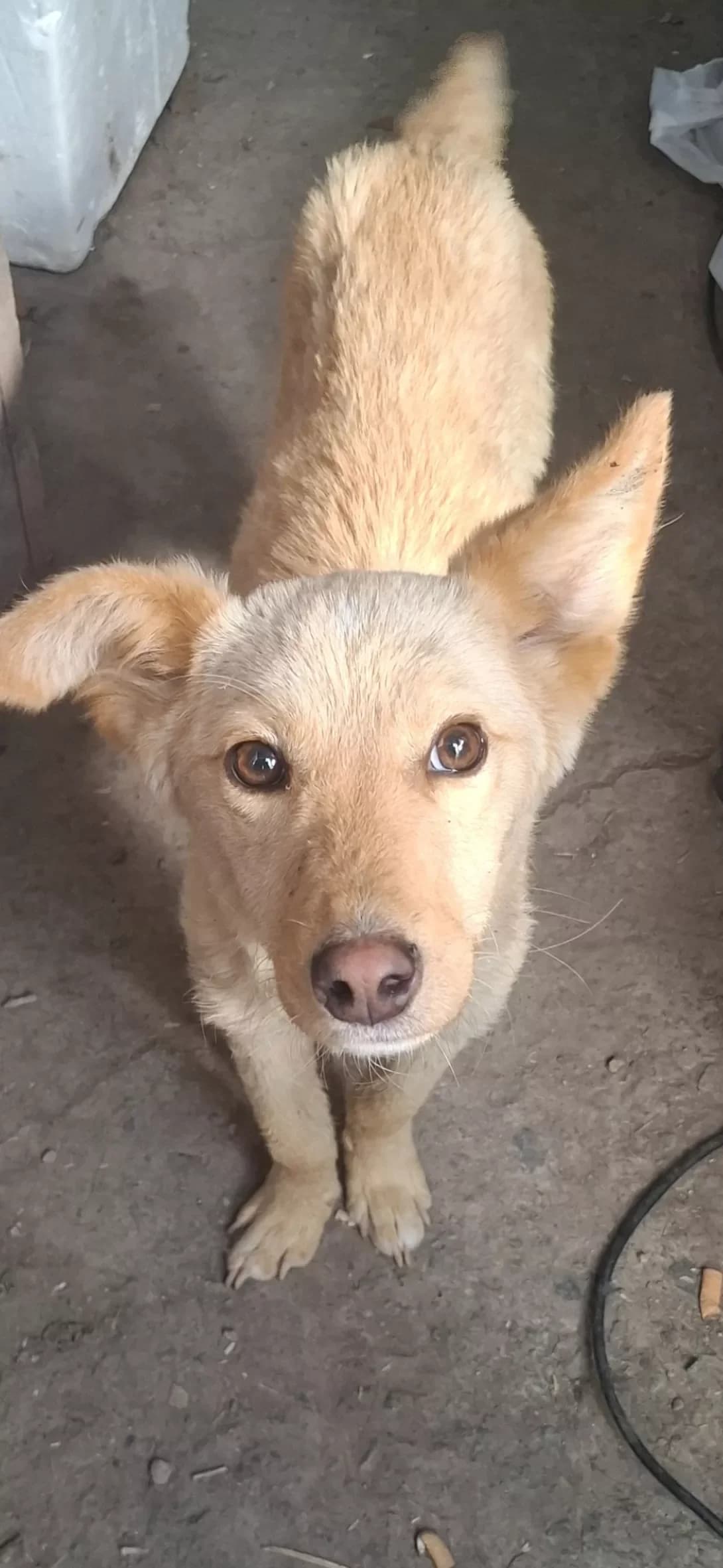 Andryushka (Андрюшка), male young Mixed Breed for adoption at Happy Paw Dnipro