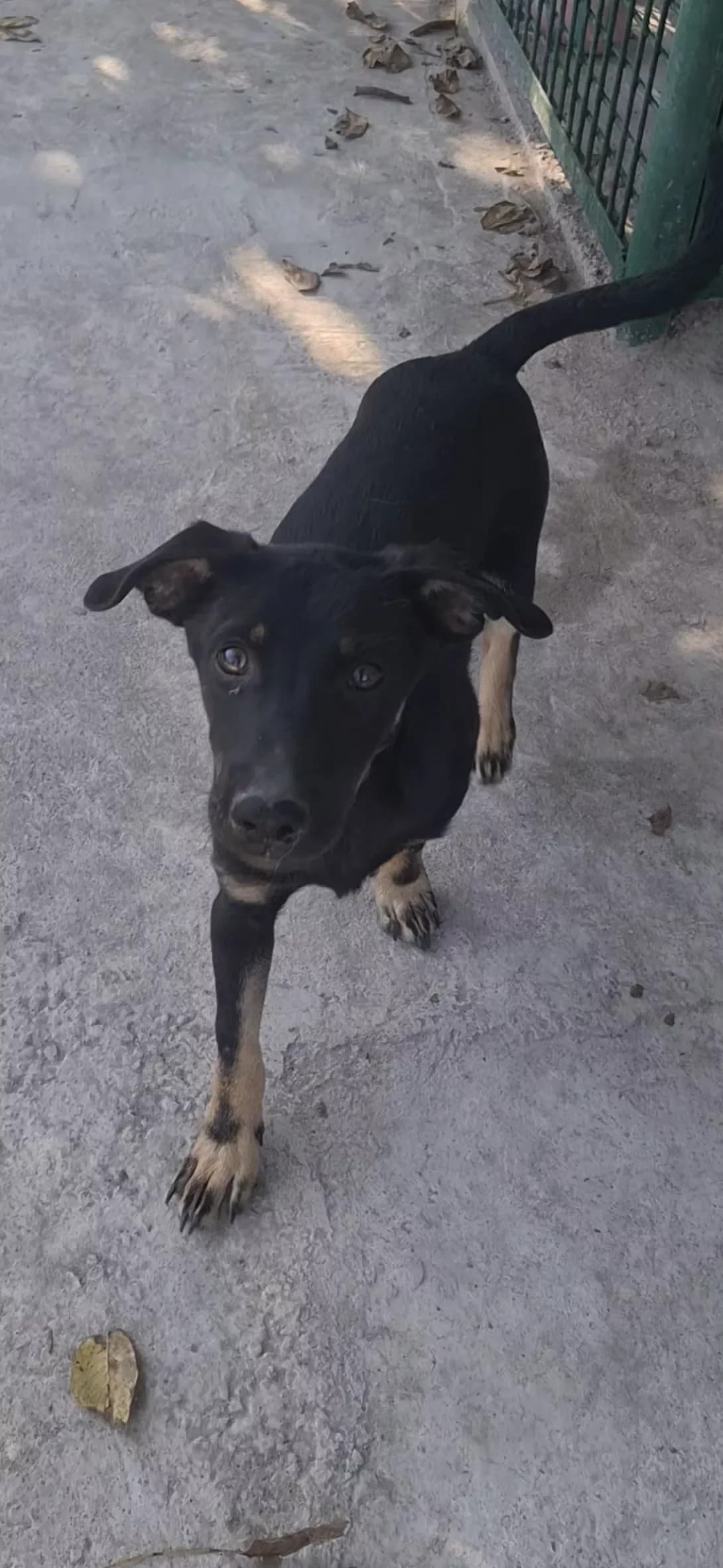 Malish (Малиш), male puppy Mixed Breed for adoption at Happy Paw Dnipro