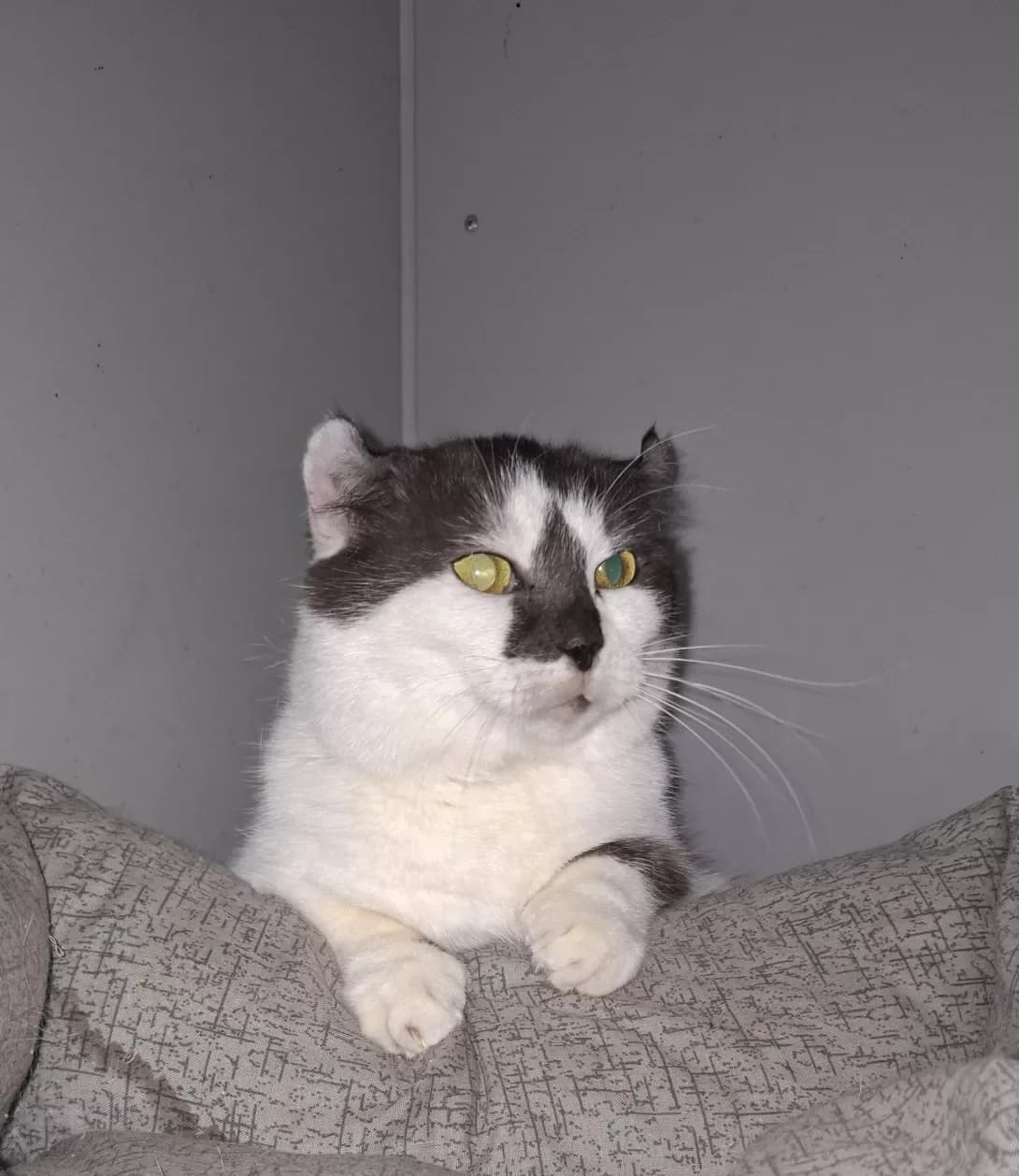Lora (Лора), female 3yo Mixed Breed for adoption at Happy Paw Dnipro