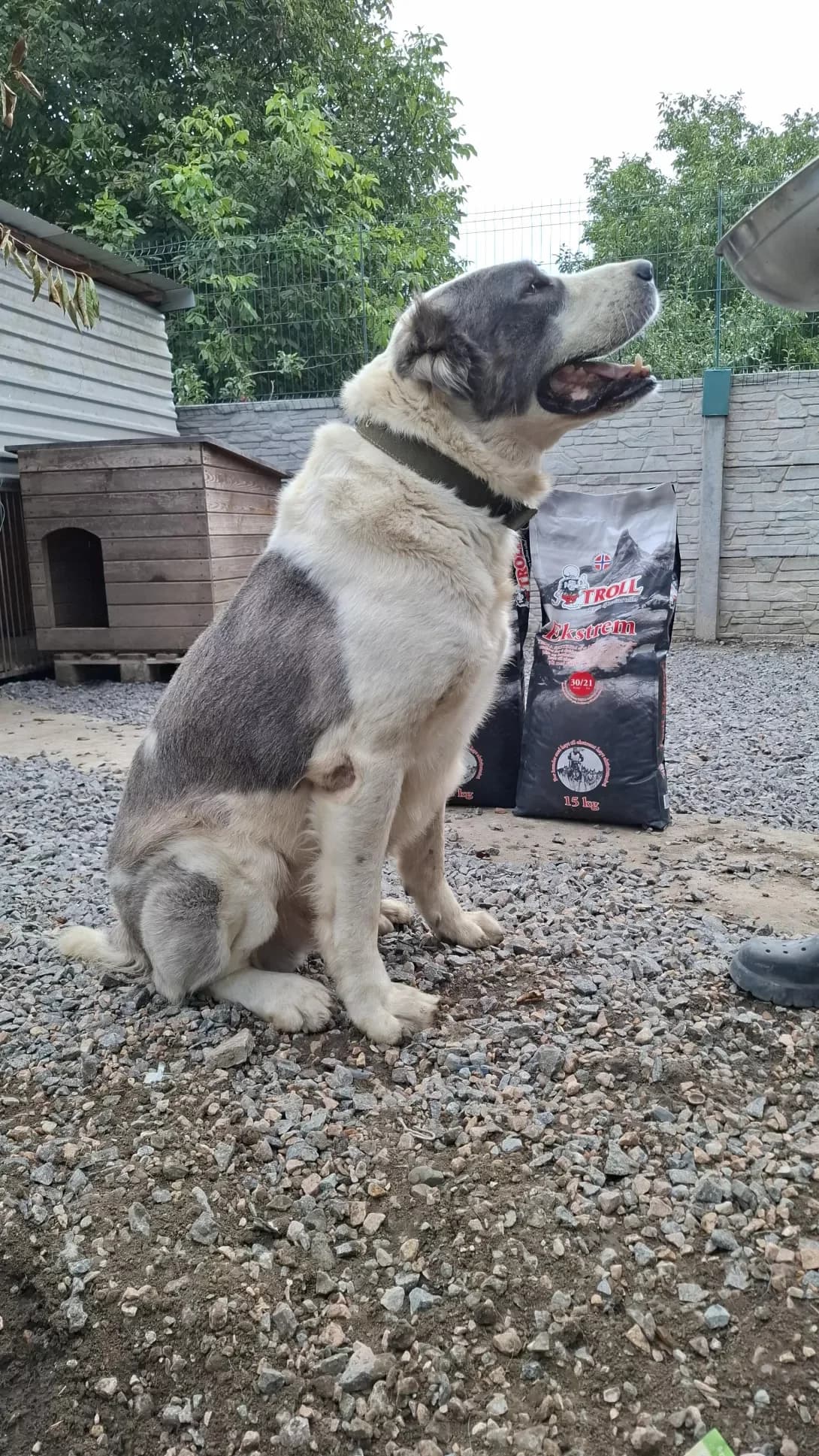 Bublik (Бублик), male 3yo Mixed Breed for adoption at Happy Paw Dnipro