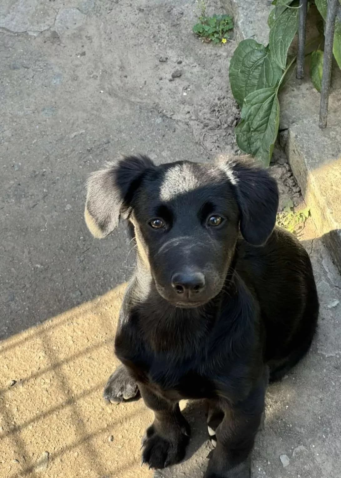 Tarasik (Тарасик), male puppy Mixed Breed for adoption at Happy Paw Dnipro
