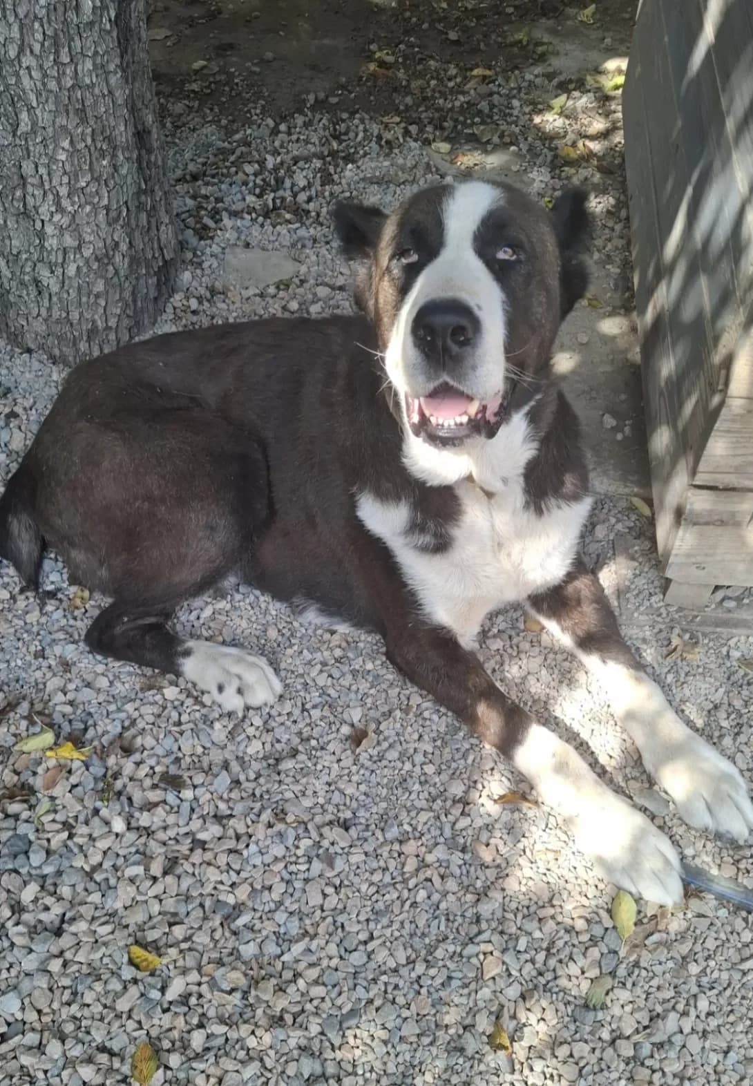Margo (Марго), female senior Mixed Breed for adoption at Happy Paw Dnipro