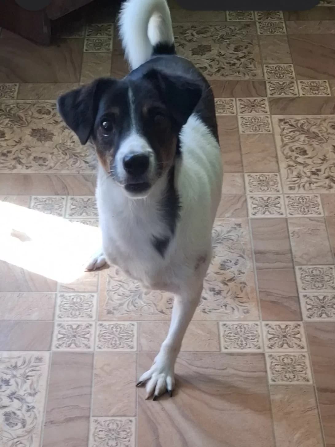 Skay (Скай), male young Mixed Breed for adoption at Happy Paw Dnipro