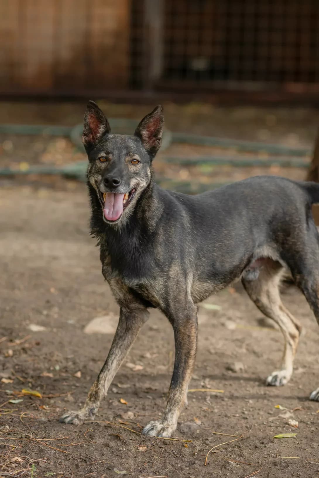 Ronni (Ронні), male 4yo Mixed Breed for adoption at Happy Paw Dnipro