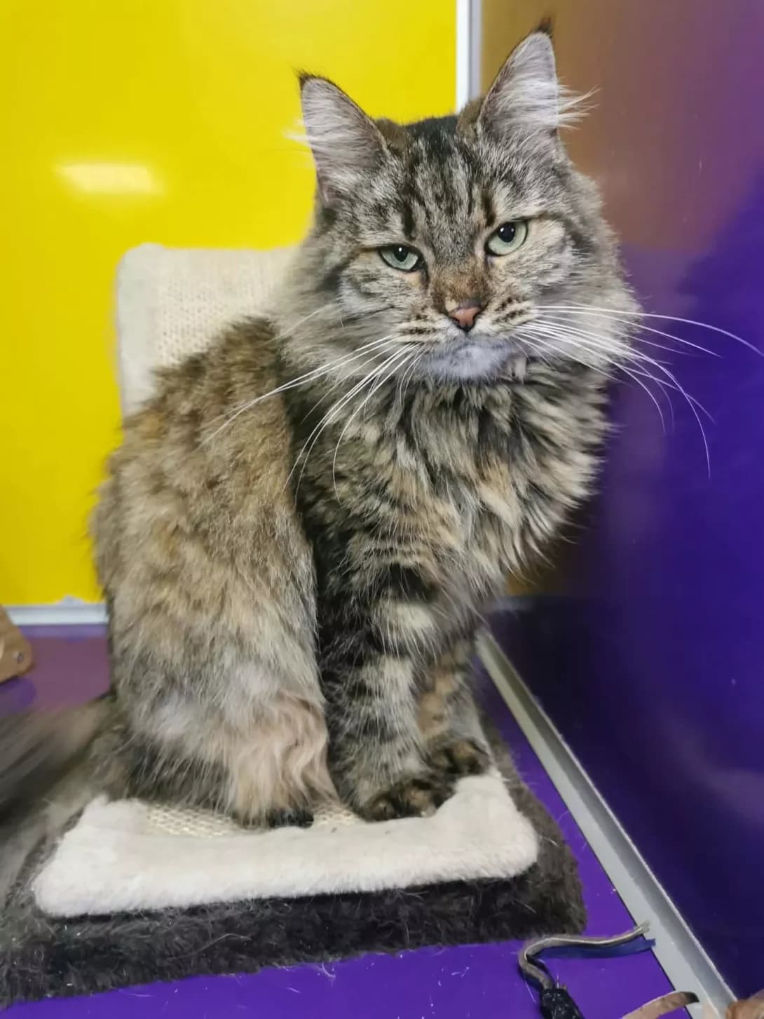 Patrisiya (Патрісія), female 3yo Mixed Breed for adoption at Happy Paw Dnipro