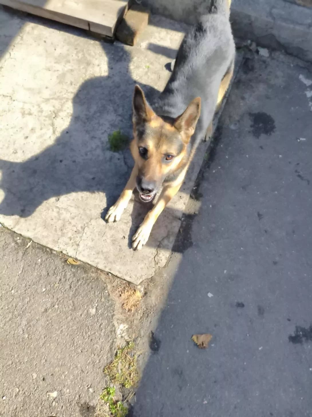 Buch (Буч), male 3yo Mixed Breed for adoption at Happy Paw Dnipro