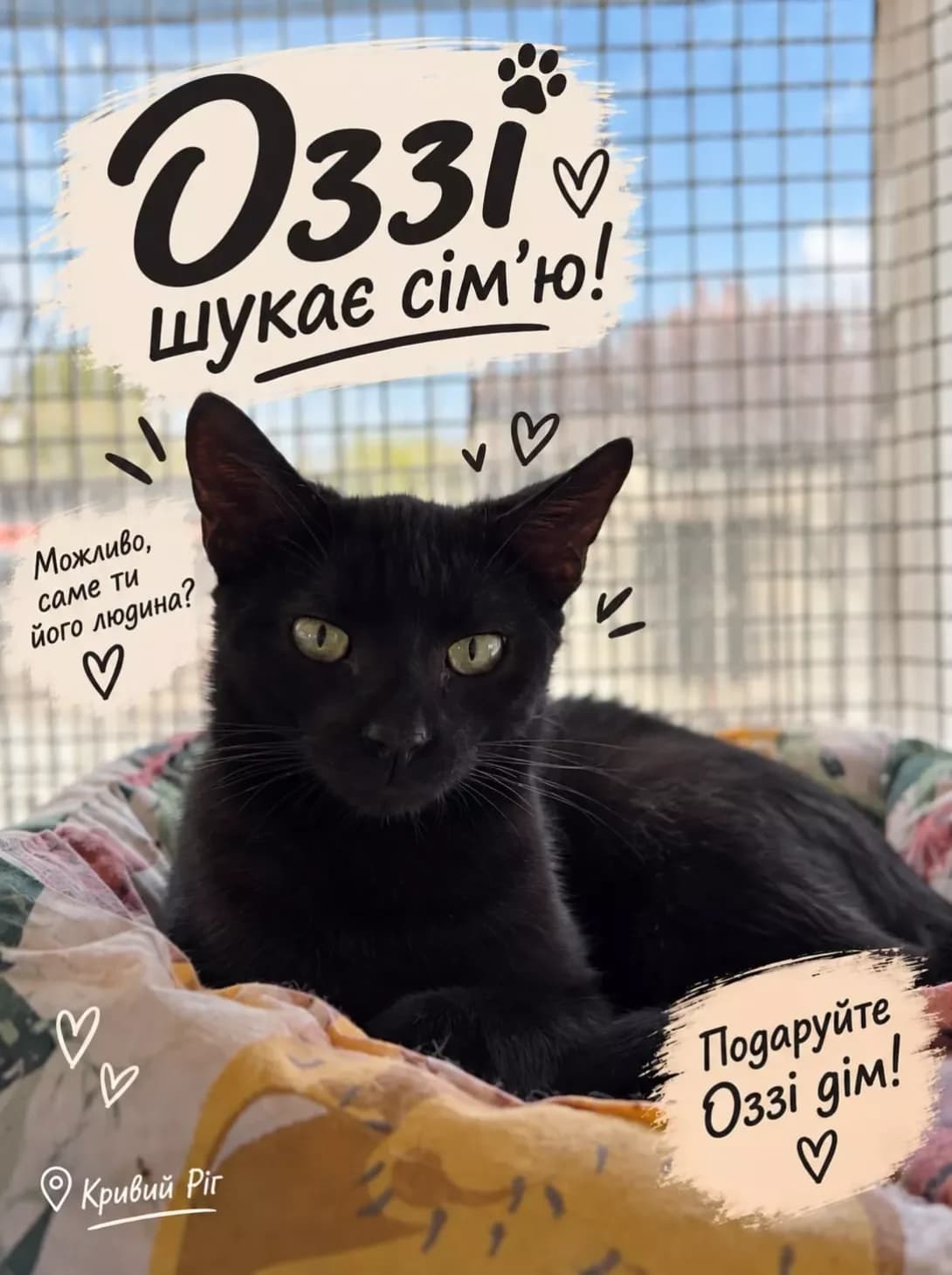 Ozzi (Оззі), male 3yo Mixed Breed for adoption at Happy Paw Dnipro