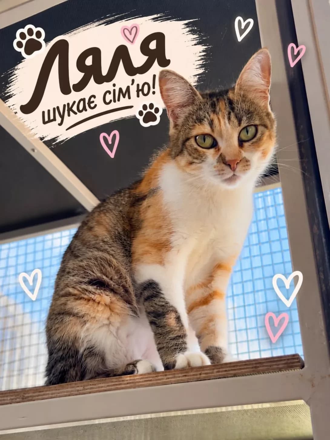 Lyalya (Ляля), female 3yo Mixed Breed for adoption at Happy Paw Dnipro