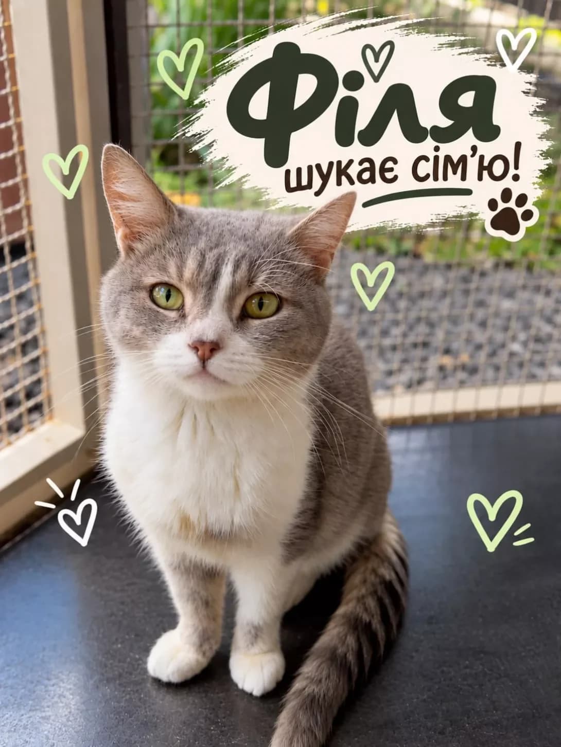 Filya (Філя), male young Mixed Breed for adoption at Happy Paw Dnipro