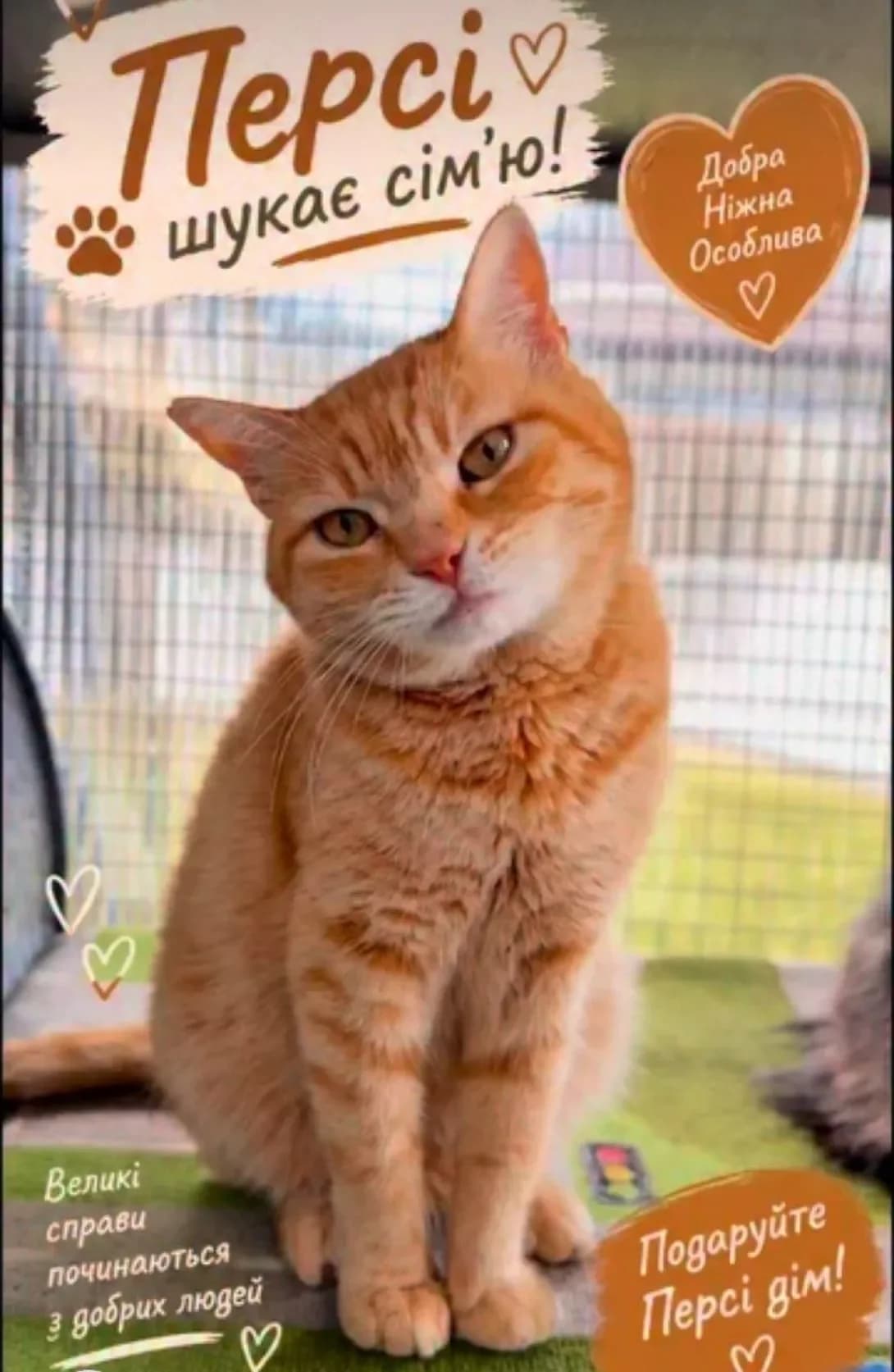Persi (Персі), female 3yo Mixed Breed for adoption at Happy Paw Dnipro