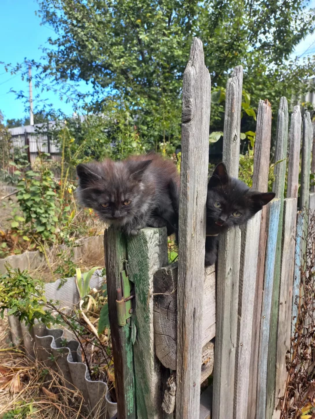 KOShENYaTKI (КОШЕНЯТКИ), male young Mixed Breed for adoption at Happy Paw Donetsk Oblast