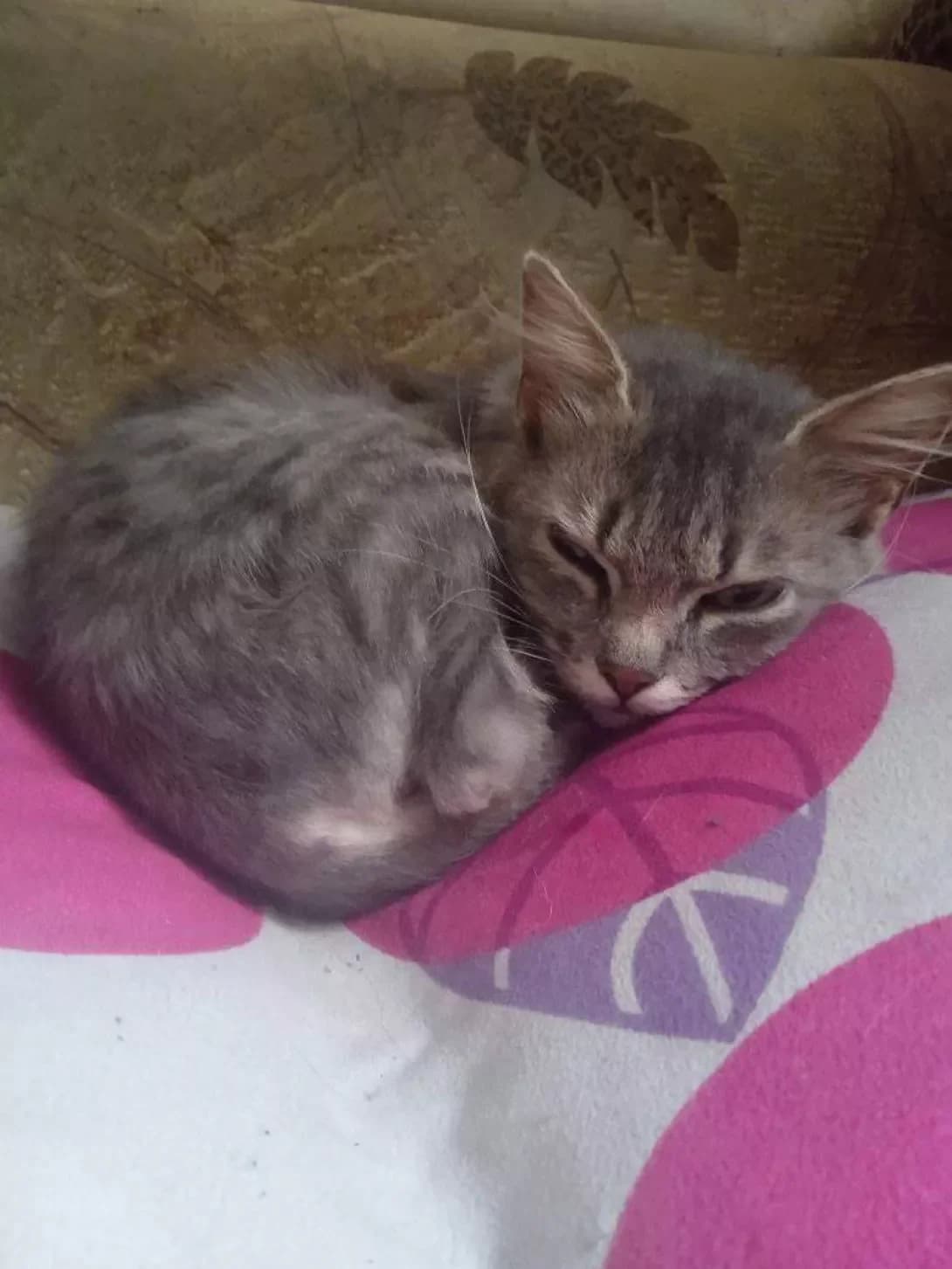 Miya (Мія), female 4yo Mixed Breed for adoption at Happy Paw Ivano-Frankivsk Oblast
