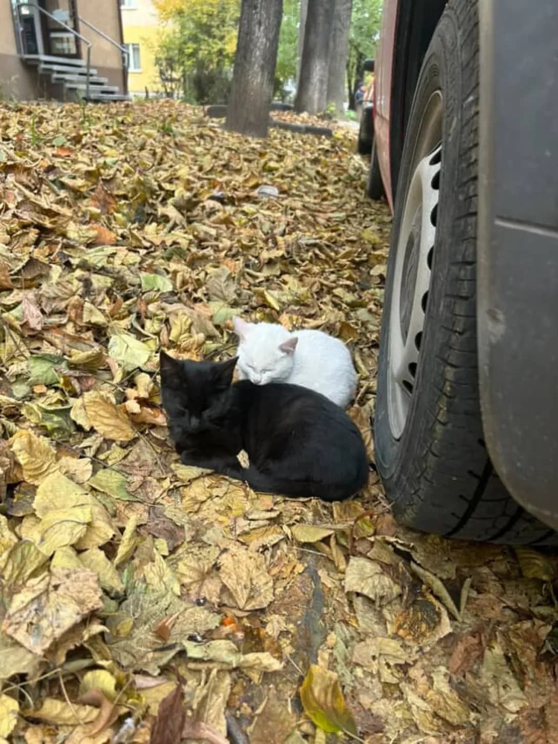 Shte nemaye ale duzhe khoche (Ще немає але дуже хоче), female young Mixed Breed for adoption at Happy Paw Ivano-Frankivsk Oblast