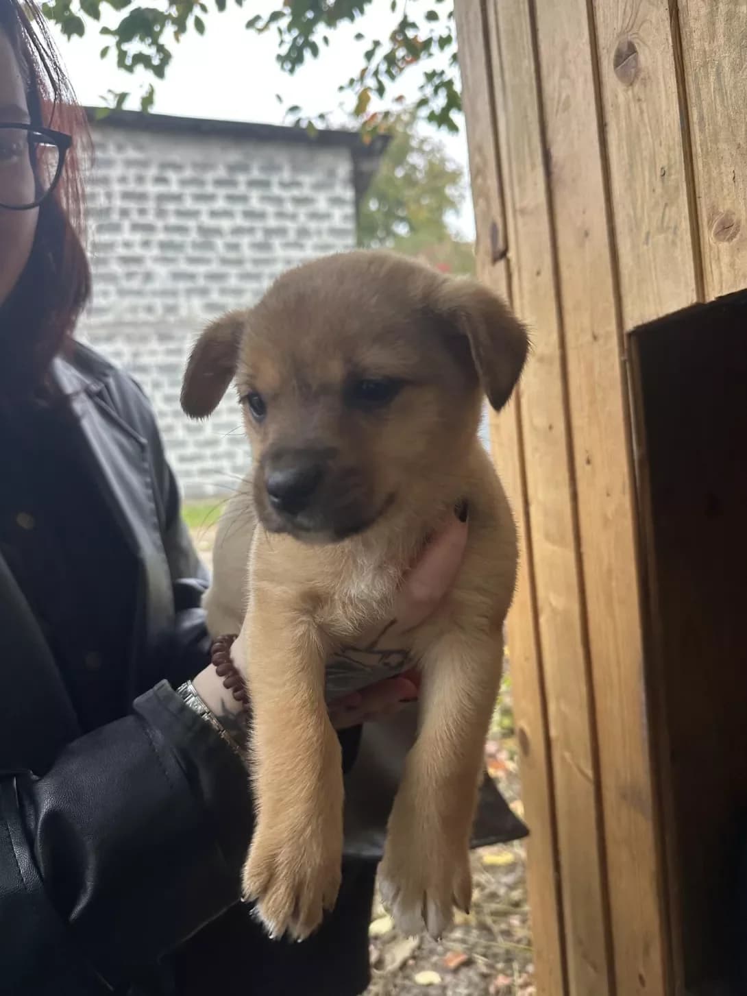 Lapka (Лапка), female puppy Mixed Breed for adoption at Happy Paw Ivano-Frankivsk Oblast