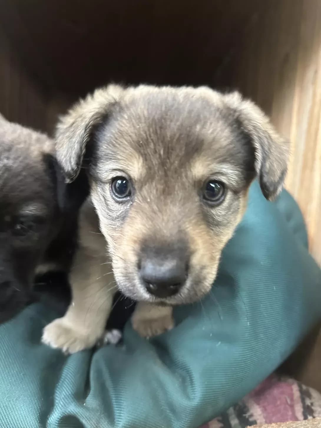 Karamel (Карамель), male puppy Mixed Breed for adoption at Happy Paw Ivano-Frankivsk Oblast