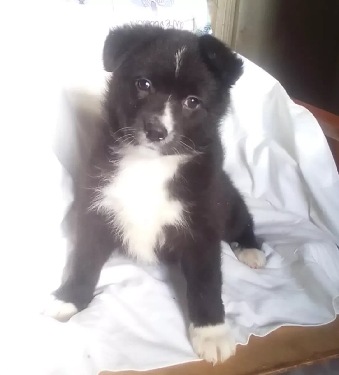 Lika i Vika (Ліка і Віка), female 3yo Mixed Breed for adoption at Happy Paw Kharkiv